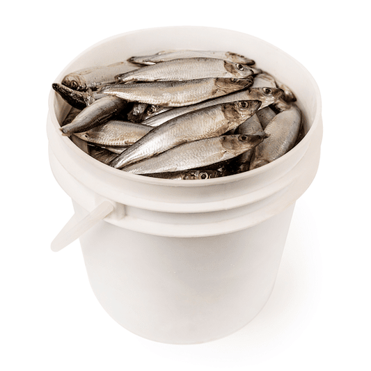 Salted Sprats (Baltic), lb (7lb/ pail)